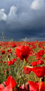 Plants,Landscape,Flowers,Sky,Poppies