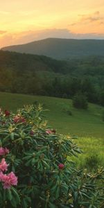 Plants,Landscape,Flowers,Sun,Sunset