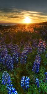 Plants,Landscape,Flowers,Sunset,Sun