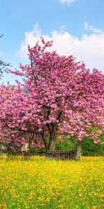 Arbres,Plantes,Fleurs,Paysage