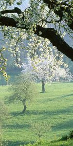 Plants,Landscape,Flowers,Trees