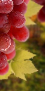 Plants,Landscape,Grapes