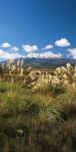 Plants,Landscape,Grass