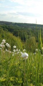 Plantas,Paisaje,Flores,Hierba