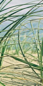 Plants,Landscape,Grass,Sand