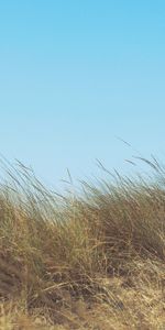 Plantes,Herbe,Paysage,Sky