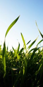 Plants,Landscape,Grass,Sun,Fields