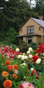 Plants,Landscape,Houses,Flowers