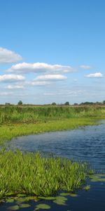 Plants,Landscape,Lakes