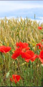 Plants,Landscape,Poppies,Flowers,Wheat,Fields