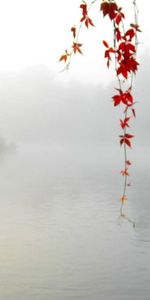 Plants,Landscape,Rivers,Leaves