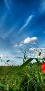 Plantas,Paisaje,Cielo,Nubes,Los Campos