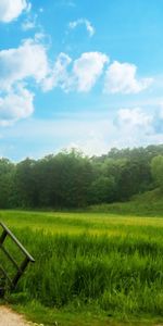 Plants,Landscape,Sky,Grass