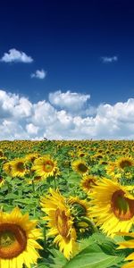 Plants,Landscape,Sky,Sunflowers