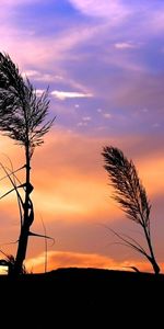 Plants,Landscape,Sky,Sunset