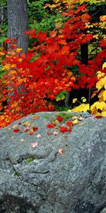 Plants,Landscape,Stones,Autumn,Leaves