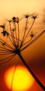 Plantas,Puesta Del Sol,Paisaje