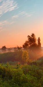 Plants,Landscape,Sunset,Sky,Sun