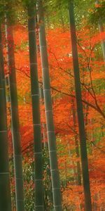 Plants,Landscape,Trees