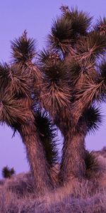 Plants,Landscape,Trees