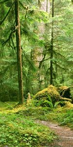 Plants,Landscape,Trees