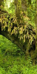 Plants,Landscape,Trees