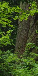 Plants,Landscape,Trees