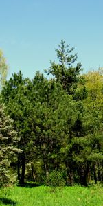 Plants,Landscape,Trees