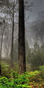 Plantes,Paysage,Arbres