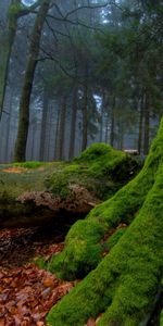 Plantas,Árboles,Hojas,Paisaje,Otoño