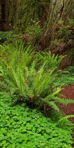 Paisaje,Árboles,Helechos,Plantas