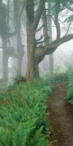 Plants,Landscape,Trees,Roads