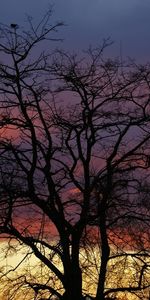 Plantes,Arbres,Sky,Paysage