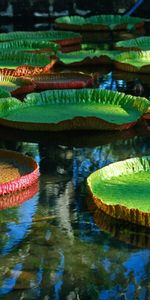 Paisaje,Plantas,Agua,Hojas,Nenúfares