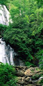 Paisaje,Plantas,Cascadas