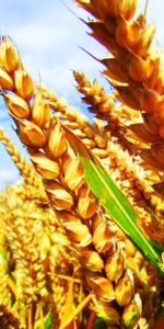 Plants,Landscape,Wheat,Fields