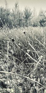 Plantes,Herbe,Paysage,Hiver,Neige