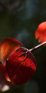 Plantes,Feuilles