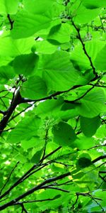 Feuilles,Plantes