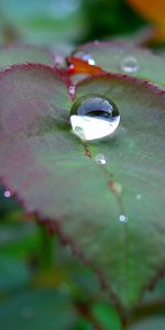 Plantes,Feuilles