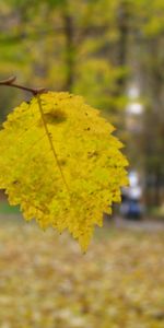 Plants,Leaves