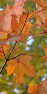 Plantes,Feuilles