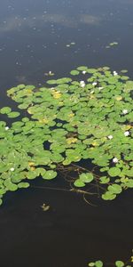 Plants,Leaves