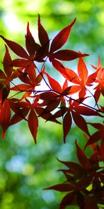 Plantes,Feuilles