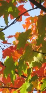 Plants,Leaves