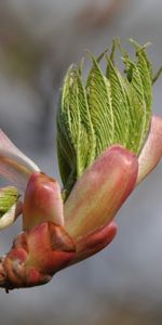 Feuilles,Plantes