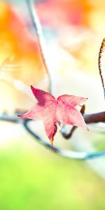 Plants,Leaves