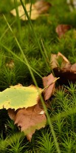 Plants,Leaves