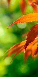 Plantes,Feuilles