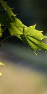 Plants,Leaves